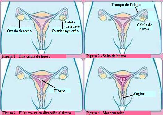 Figura Ciclo